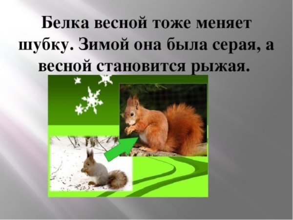 Белка меняет шубку
