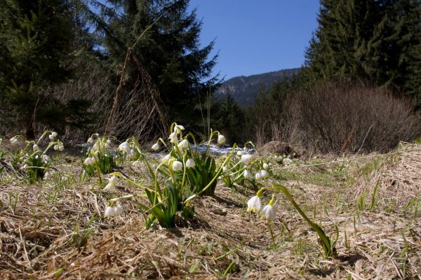 Подснежник ризейский