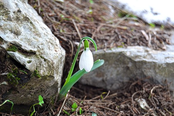 Подснежники в снегу