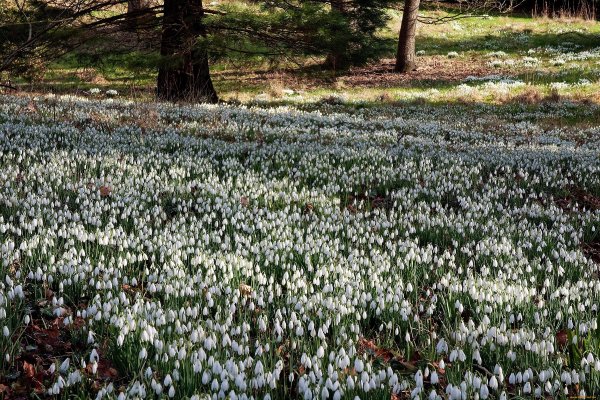 Пролеска пролесковидная
