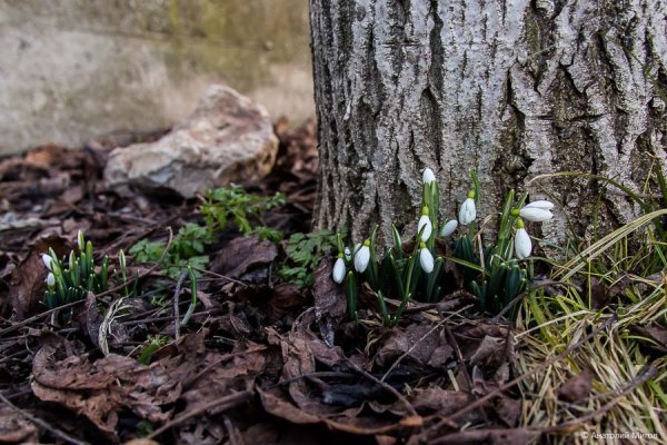 Лесной Ландыш пролеска