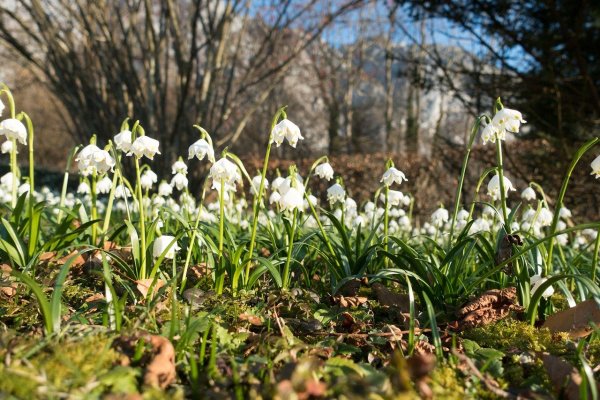 Весна проталины подснежники природа