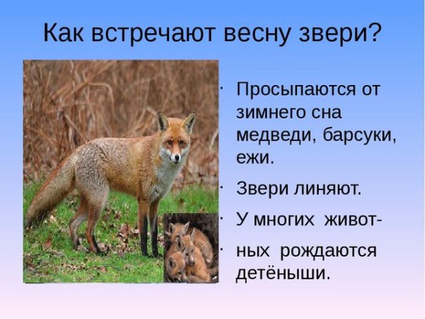 Жизнь животных весной