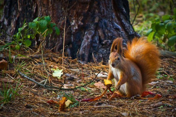 Звери весной в лесу