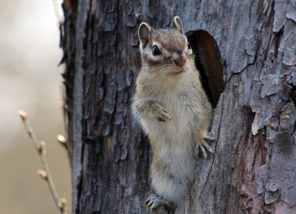Бурундук в дупле
