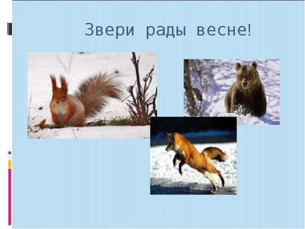 Звери весной презентация