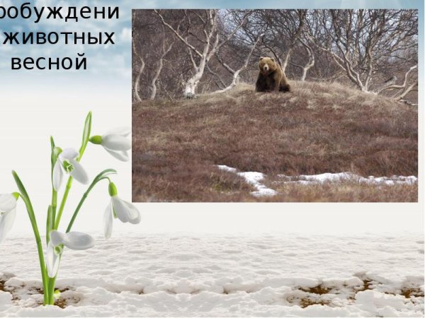 Коты весной