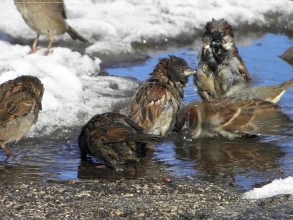 Как встречают весну звери 2 класс
