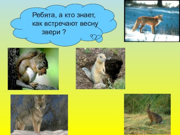 Природа и животные