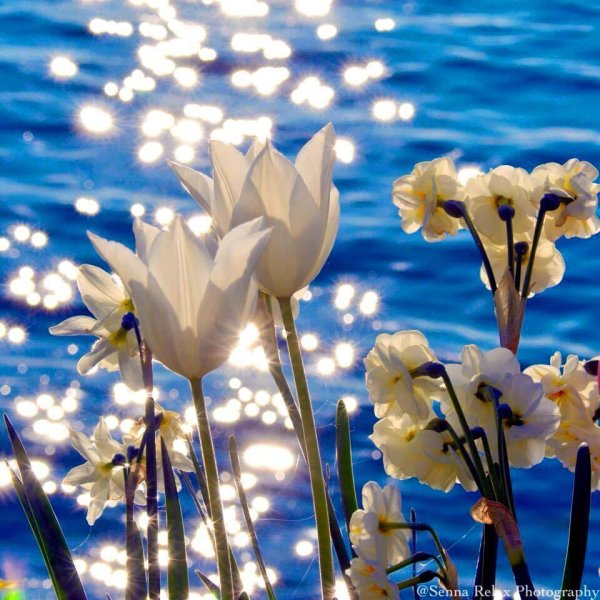 Весна природа животные