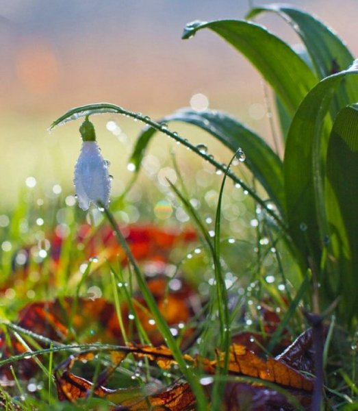 Япония цветение Фудзи