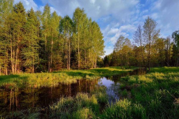 Русские леса