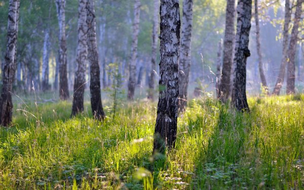 Березовый лес Клевер