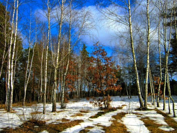 Лес ранней весной