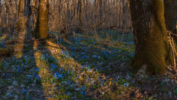 Заказник русский лес Ставрополь