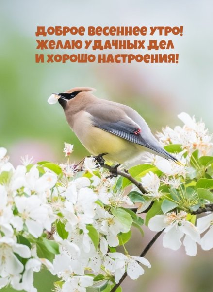 Доброе Весеннее утро