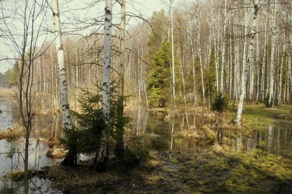 Половодье березы