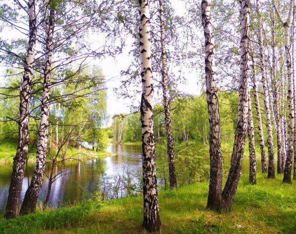 Березовая роща Сясьстрой