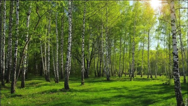 Русский лес весной