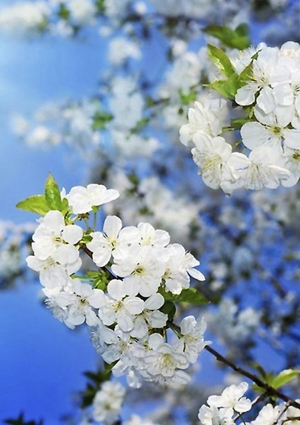 Природа весной вертикальные