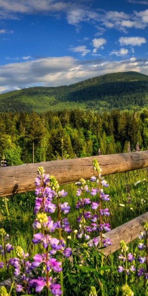 Яркая природа