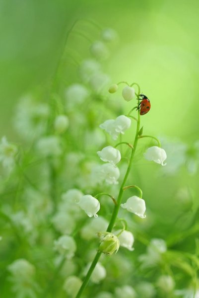 Весенние листья