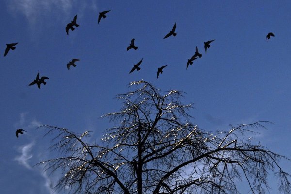 Прилетают перелетные птицы весной