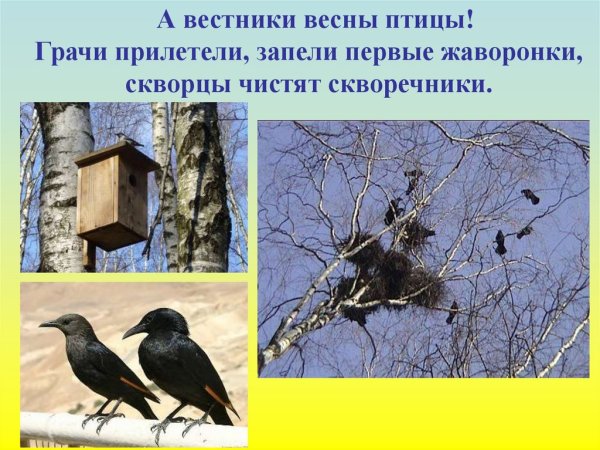 Гнезда грачей и ворон