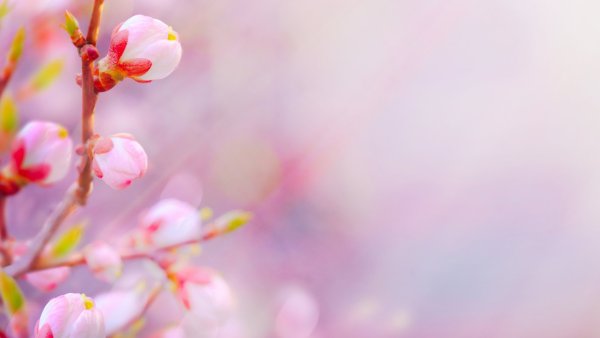 Весенние цветы 3 d