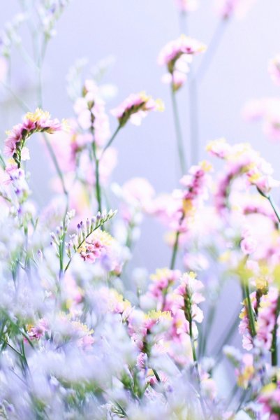 Полевые цветы в горах