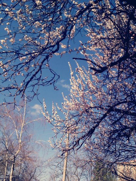 Зимняя Весна