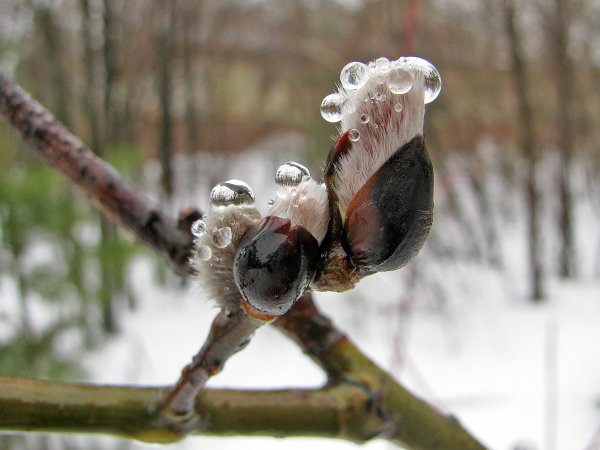 Высказывания о весне