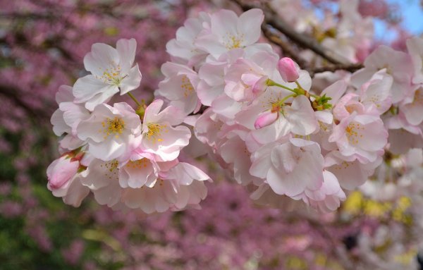 Весенние цветы Сакура