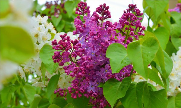 Флауэр Сити сирень