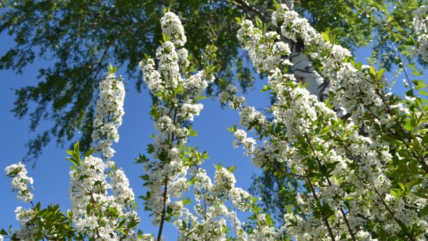 Цветущая черемуха