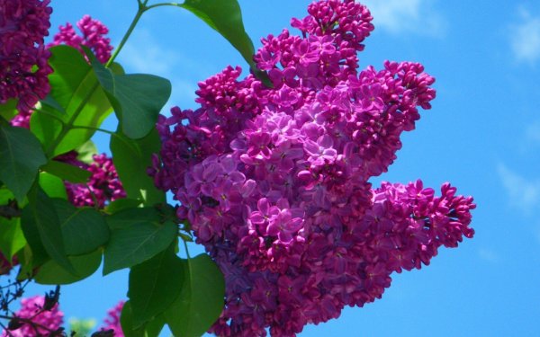 Сирень Вильгельм Пфитцер