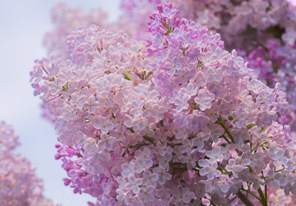 Сирень Персидская красная