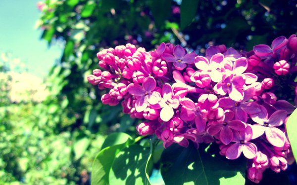 Заставка на рабочий стол Цветущая сирень