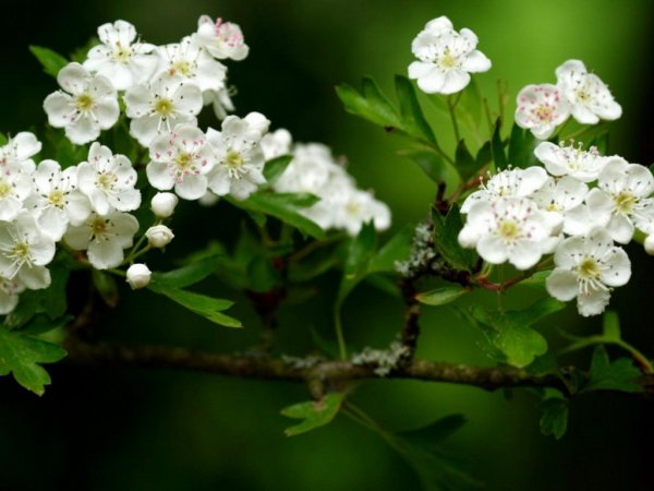 Деревья весной