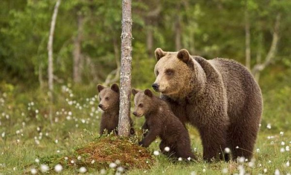 Медведица с медвежатами весной