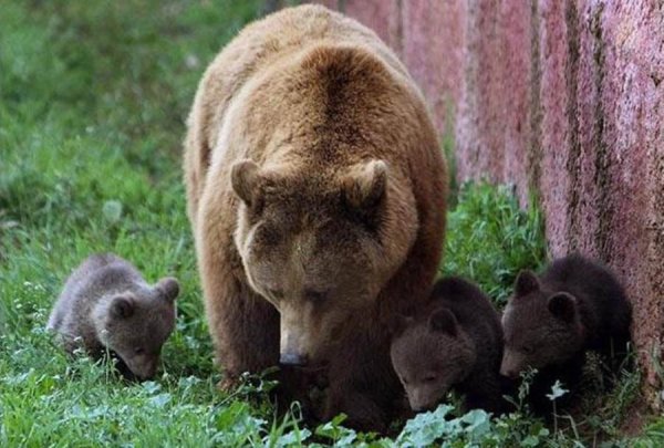 Бурый медведь размножение