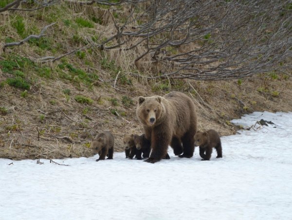 Млекопитающие бурый медведь
