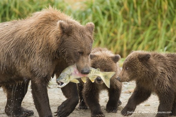 Пробуждение медведя