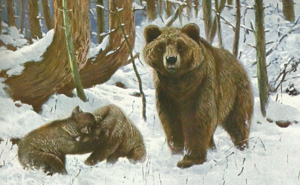 Бурый медведь