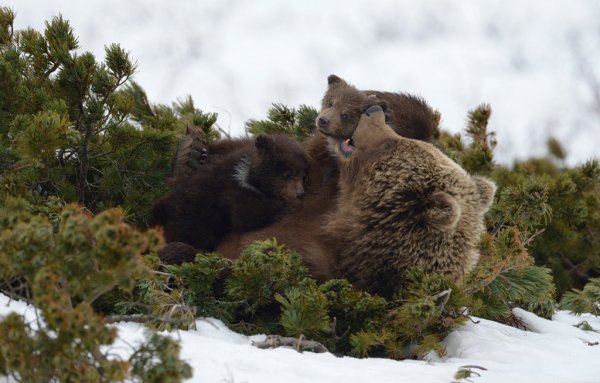 Вапуск национальный парк