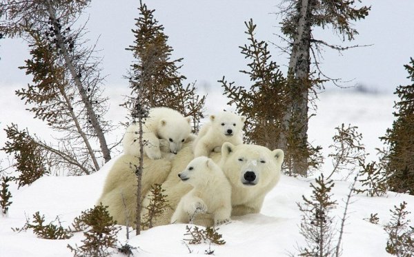 Купание медвежат Бианки