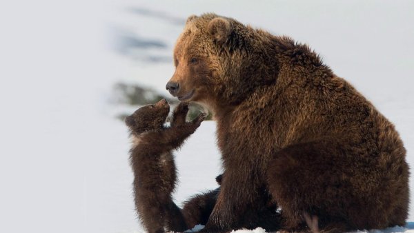 Медведь в лесу