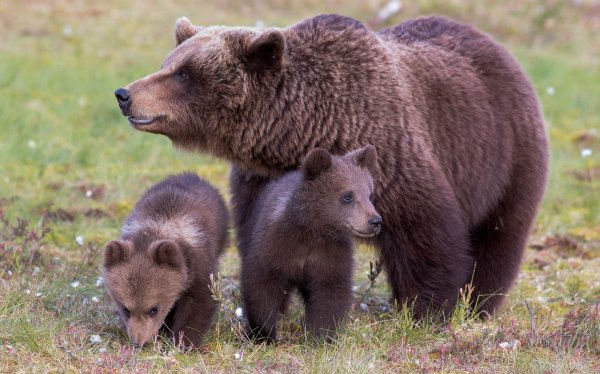 Медведица с медвежатами на реке