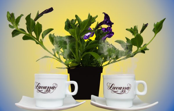 Кофе и цветы