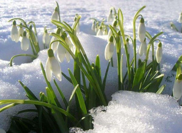 Апрель Подснежник